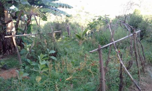 Estrada de Governador Valadares ao acampamento Cachoeira da Fumaça - Grande Ciclo