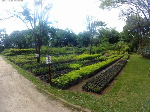 Farmacia Viva, Ipatinga - Grande Ciclo