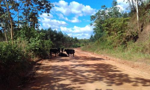 Estrada do PRD a São Jose do Goiabal - Grande Ciclo