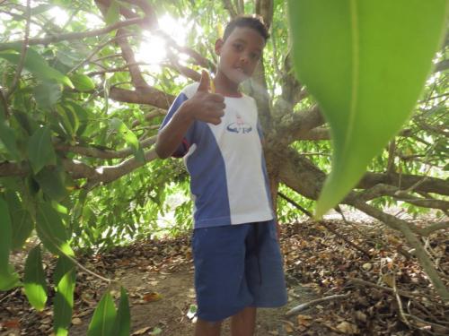 Pacas para plantas, Escola Regência. Grande Ciclo. 15/09/2017