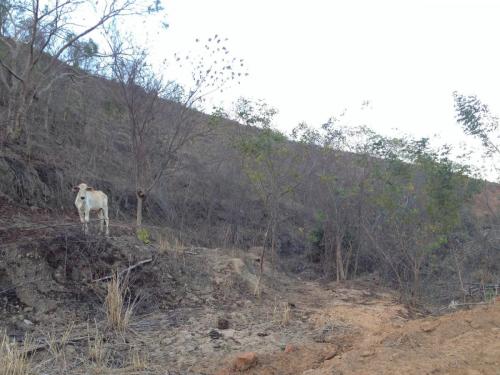 Caminho de Aimores a Resplendor, Minas Gerais. Grande Ciclo. 12/10/2017