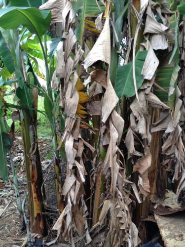 Estrada de Governador Valadares ao acampamento Cachoeira da Fumaça - Grande Ciclo