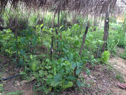 Estrada de Governador Valadares ao acampamento Cachoeira da Fumaça - Grande Ciclo