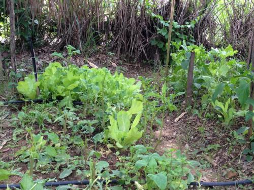 Estrada de Governador Valadares ao acampamento Cachoeira da Fumaça - Grande Ciclo