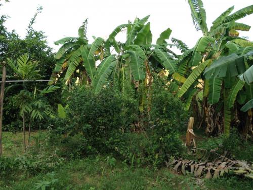 Estrada de Governador Valadares ao acampamento Cachoeira da Fumaça - Grande Ciclo