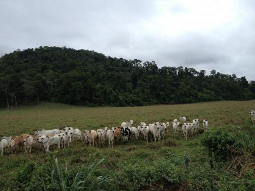 Parque Estadual do Rio Doce - Grande Ciclo