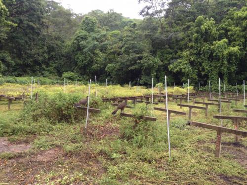 Parque Estadual do Rio Doce - Grande Ciclo