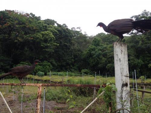 Parque Estadual do Rio Doce - Grande Ciclo