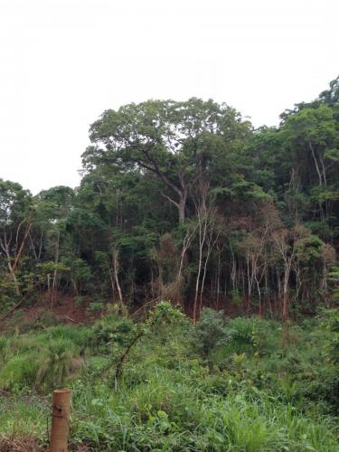 Estrada de Gesteira a Paracatu - Grande Ciclo