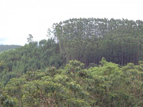 Estrada de Paracatu a Mariana - Grande Ciclo